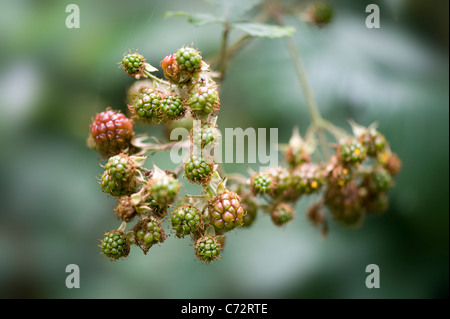 Bramble neue Frucht - Rubus fruiticosus Stockfoto