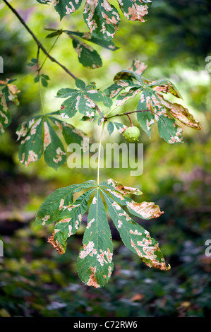 Beschädigte Blätter der Rosskastanie Baum verursacht durch die Rosskastanien-Miniermotte-Moth - Cameraria ohridella Stockfoto