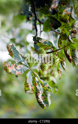 Beschädigte Blätter der Rosskastanie Baum verursacht durch die Rosskastanien-Miniermotte-Moth - Cameraria ohridella Stockfoto