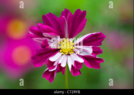 Eine einzelne rosa doppelte Blüte Cosmos Blume Stockfoto