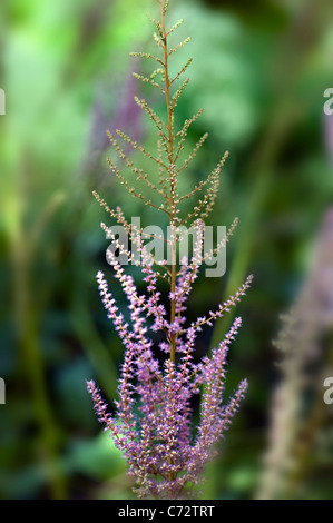 Astilbe X arendsii "Amethyst" Stockfoto