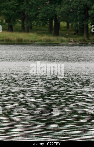 Eine einsame Coot-Ente schwimmt in den Stift Teichen im Richmond Park, London Stockfoto