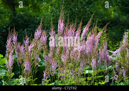 Astilbe X arendsii "Amethyst" Stockfoto