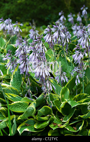 Hosta Ventricosa 'Variegata' - Wegerich Lilie Lilien Stockfoto
