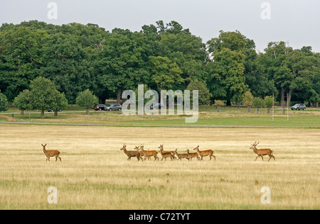Eine Herde von Hirschen überqueren ein Feldes im Richmond Park, während im Hintergrund Autos vorbeifahren Stockfoto