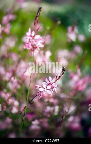 Gaura Lindheimeri 'Whirling Butterflies' Schmetterling Stockfoto