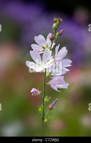 Nahaufnahme Bild des BeautifulLavatera Trimestris Whte Blumen, auch bekannt als Baum Mallow. Stockfoto