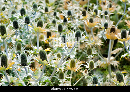 Nahaufnahme von Eryngium Giganteum - "Miss Willmotts Ghost" Blumen - auch bekannt als Giant Sea Holly. Stockfoto