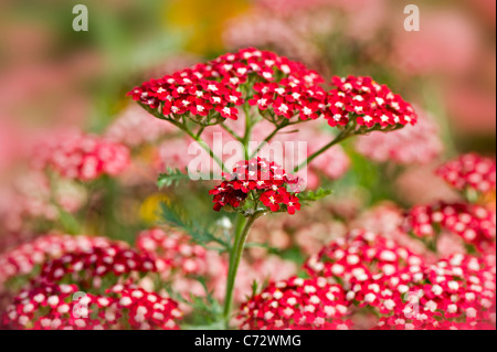 Achillea Millefolium "Peggy Sue" Schafgarbe Stockfoto