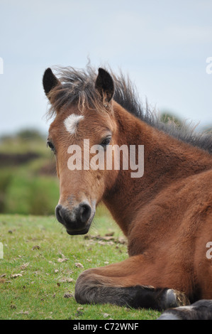 Pony liegend Stockfoto