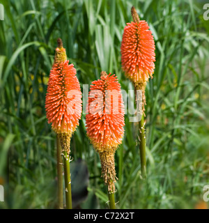 Kniphofia Uvaria 'Maxima' - rote heiße Poker Stockfoto