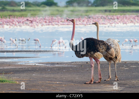 Ein Paar afrikanischer Strauße (Struthio camelus) und Flamingos am See Bogoria in Kenia. Stockfoto