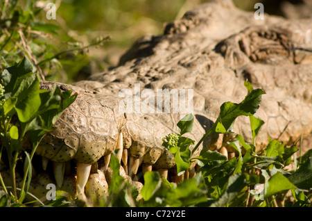 Ein Krokodil in der Sonne in Südafrika. Stockfoto