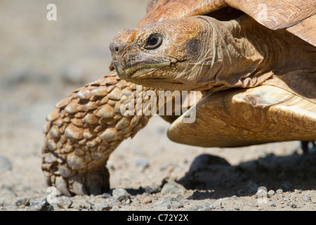 Afrikanisch angespornte Schildkröte (Geochelone sulcata), Lake Bogoria, Kenia. Stockfoto