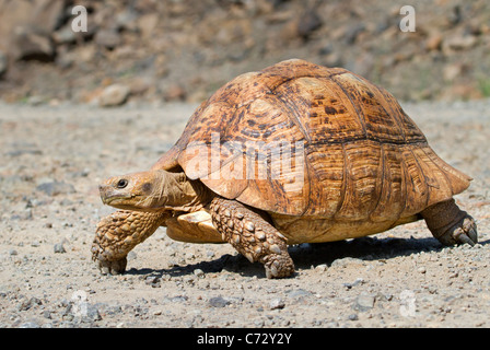 Afrikanische Schildschildkröte (Geochelone sulcata), Bogoria-See, Zentralkenia. Stockfoto
