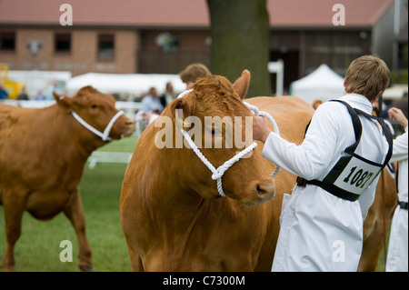 Zeigt Rinder auf der letzten Royal Show im Juli 2009 Stockfoto