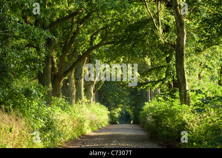 Von Bäumen gesäumten Straße, Insel Rügen, Mecklenburg-Western Pomerania, Deutschland, Europa Stockfoto