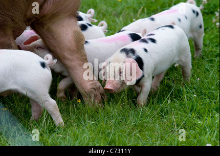 Ferkel auf der letzten Royal Show im Juli 2009 Stockfoto