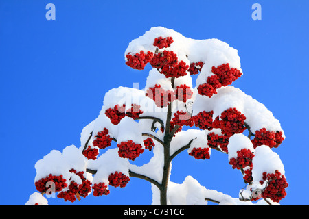 Rowanberrys mit Schnee im Winter mit blauem Himmel Stockfoto