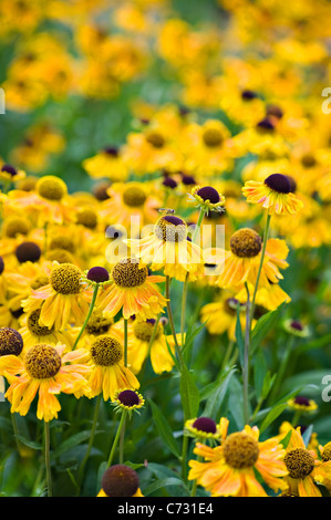 Nahaufnahme Bild des Herbstes Blüte, gelbe Helenium Blüten auch bekannt als Sneezeweed. Stockfoto