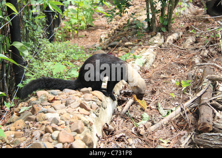 Tayra (Eira Barbara), auch bekannt als Tolomuco oder Perico Ligero, Belize Zoo, Meile 29, Western Highway, Belize City, Belize, Mittelamerika Stockfoto