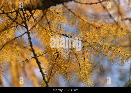 Herbstfarben von Tanne Nadeln in "schließen" Ansicht über hellblauen Himmel Stockfoto