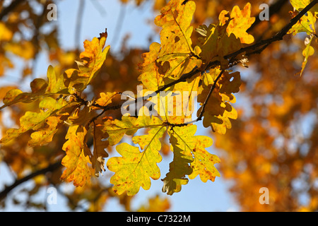 Sonnenlicht in Blätter von Englisch oder Trüffel-Eichen im Herbst Stockfoto