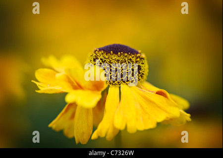 Nahaufnahme Bild des Herbstes Blüte, gelbe Helenium Blüten auch bekannt als Sneezeweed. Stockfoto