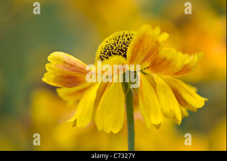 Gelbe Helenium Autumnale Blumen - Sneezeweed Stockfoto