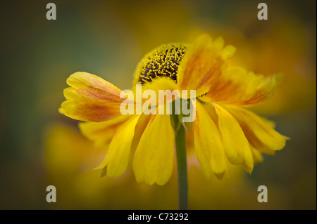 Gelbe Helenium Autumnale Blumen - Sneezeweed Stockfoto