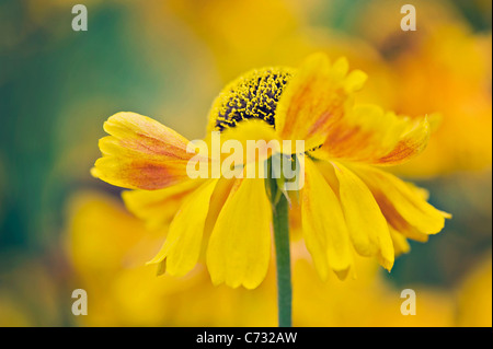 Gelbe Helenium Autumnale Blumen - Sneezeweed Stockfoto