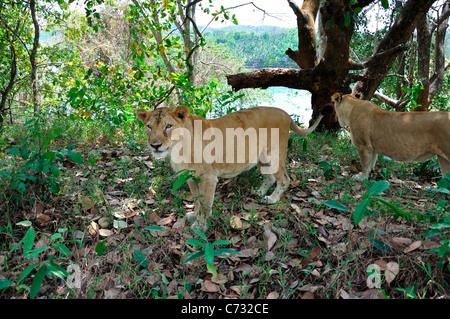 Indische Löwen Stockfoto