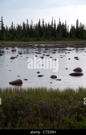 Eine geschmolzene Teich oder Moor am Rande der Tundra und borealen Wald in der Nähe der Stadt Churchill im nördlichen Manitoba Stockfoto