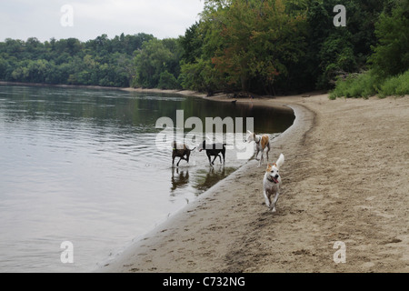 Vier Hunde laufen im und am Ufer eines Flusses. Stockfoto