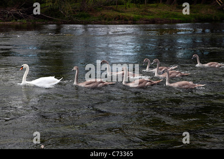 Eine Gruppe Schwäne schwimmen auf dem Fluss Wye UK Stockfoto