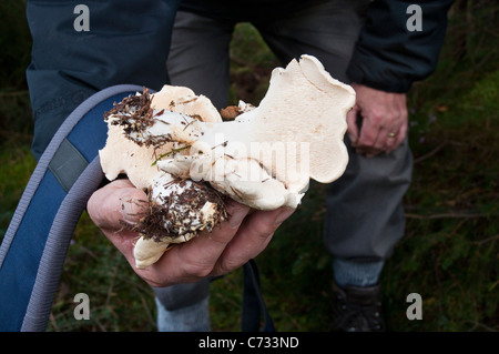 Die Hand eines Mannes halten Igel Pilze gefunden [Hydnum Repandum] auf Nahrungssuche spazieren in einem Wald in Northumberland, England, UK. Stockfoto