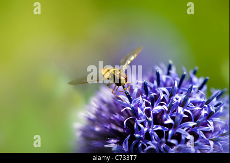 Echinops Ritro Veitch Blue - kleine Globe Thistle mit einer Schwebfliege, sammeln von pollen Stockfoto