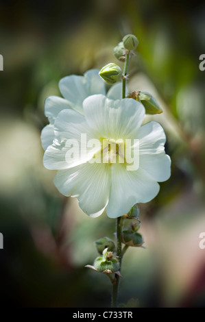 Nahaufnahme Bild des Sommer blühenden Baum Malve weißen Blüten auch bekannt als Lavatera Trimestris "White Beauty" Stockfoto