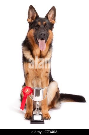 Junge männliche Deutscher Schäferhund 10 Monate alt mit einer Trophäe für die Gewinnung erster Platz Stockfoto