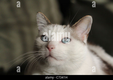 Eine Nahaufnahme von einer niedlichen Katze. Stockfoto