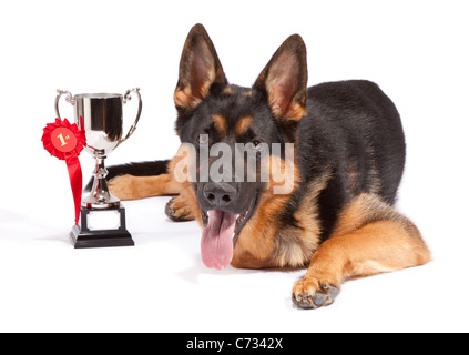 Junge männliche Deutscher Schäferhund 10 Monate alt mit einer Trophäe für die Gewinnung erster Platz Stockfoto