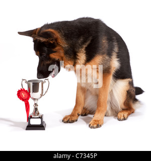 German Shepherd Jungrüde auf 10 Monate alt sah seine Trophäe nach dem ersten Platz zu gewinnen Stockfoto