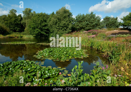 die Millennium-Garten, Pensthorpe, Norfolk, england Stockfoto