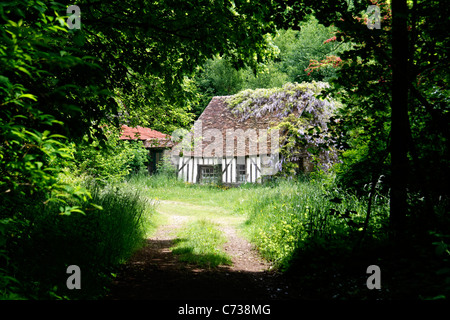 Eisen-Schaltung, halbe alte Fachwerkhaus von einem Glycin (Dompierre, Orne, Normandie, Frankreich) abgedeckt. Stockfoto