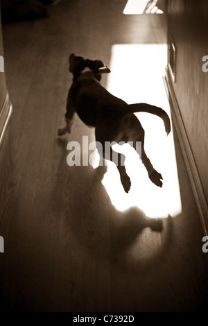 Eine Silhouette eines jungen Beagle Welpen durch das Haus laufen. Stockfoto