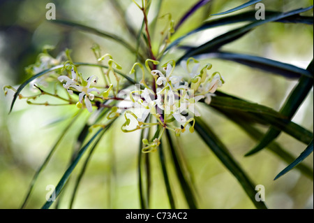 Nahaufnahme Bild des Lomatia Myricoides weiße Blumen auch bekannt als langes Blatt Lomatia oder Fluss lomatia Stockfoto