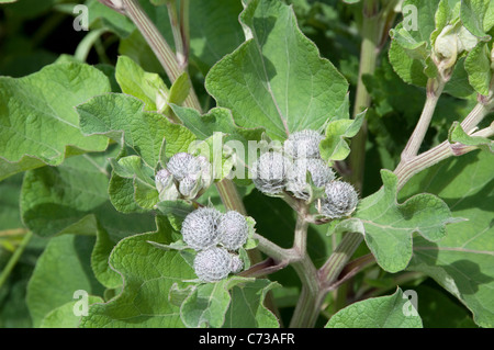 Downy Klette (Arctium Hornkraut), Pflanze mit behaarten Blüten. Stockfoto