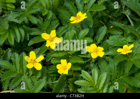 Goose Grass, Silverweed, wilder Rainfarn (Potentilla heisses), blühende Pflanze. Stockfoto