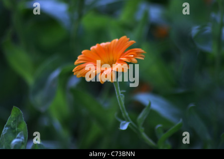 Ringelblume - Calendula Stockfoto