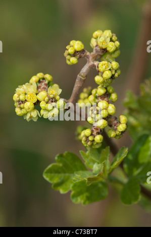 Duftende Sumach (Rhus Aromatica). Blühender Zweig. Stockfoto